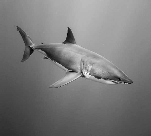 Screen Shot 2016-09-17 at 11.56.27 PM.png