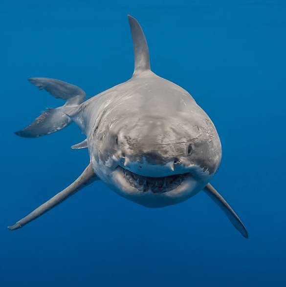 screen-shot-2016-09-17-at-2-15-46-pm